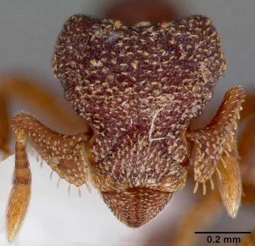 Eurhopalothrix floridana specimen CASENT0006100 image casent0006100_2