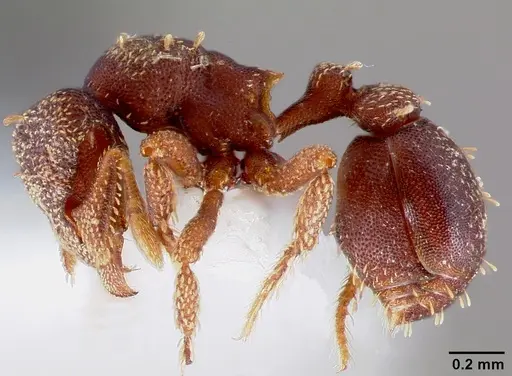 Eurhopalothrix floridana specimen CASENT0006100 image casent0006100_3