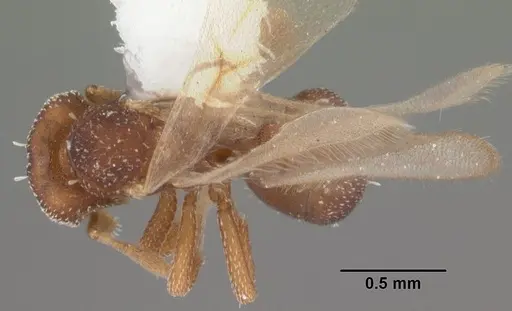 Eurhopalothrix floridana specimen CASENT0103902 image casent0103902_1