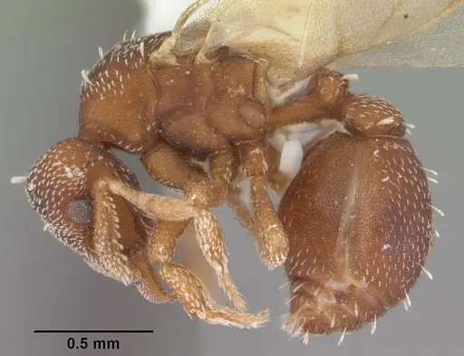Eurhopalothrix floridana specimen CASENT0103902 image casent0103902_3