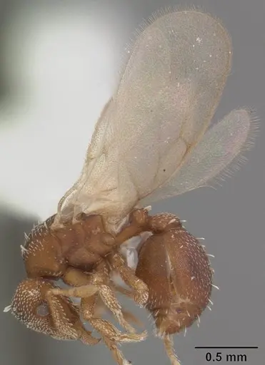 Eurhopalothrix floridana specimen CASENT0103902 image casent0103902_4
