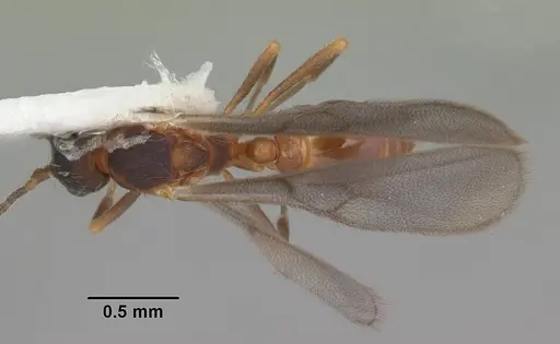 Eurhopalothrix floridana specimen CASENT0103905 image casent0103905_1