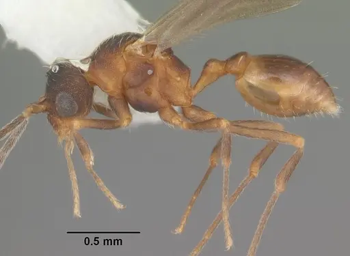 Eurhopalothrix floridana specimen CASENT0103905 image casent0103905_3