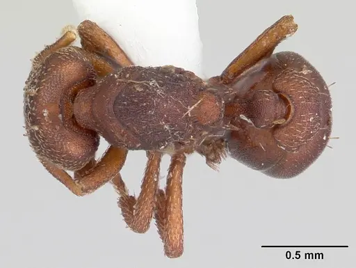 Eurhopalothrix floridana specimen CASENT0104864 image casent0104864_1