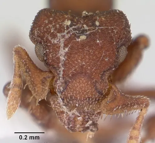 Eurhopalothrix floridana specimen CASENT0104864 image casent0104864_2