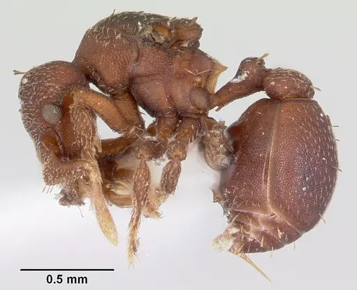 Eurhopalothrix floridana specimen CASENT0104864 image casent0104864_3