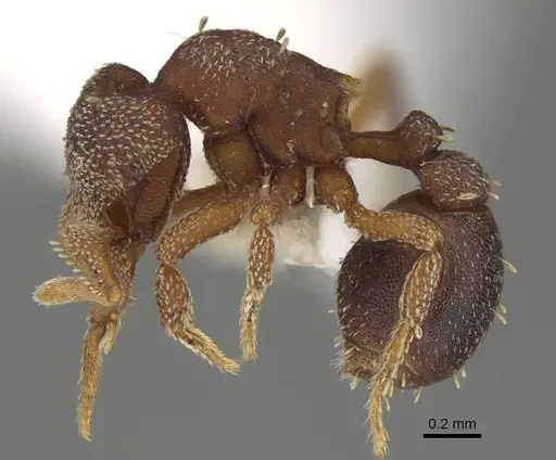 Eurhopalothrix floridana specimen CASENT0914898 image casent0914898_3