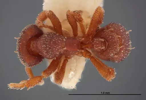 Eurhopalothrix floridana specimen FMNHINS0000047628 image fmnhins0000047628_1