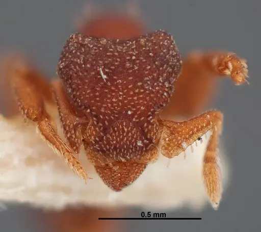 Eurhopalothrix floridana specimen FMNHINS0000047628 image fmnhins0000047628_2