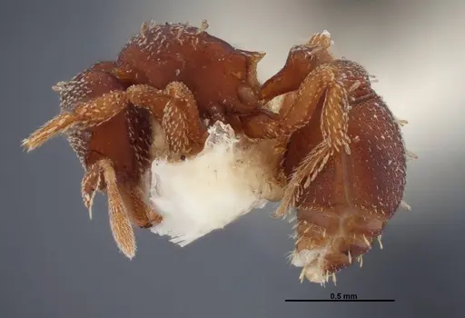 Eurhopalothrix floridana specimen FMNHINS0000047628 image fmnhins0000047628_3