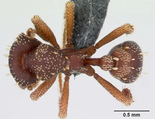 Eurhopalothrix gravis specimen CASENT0107554 image casent0107554_1