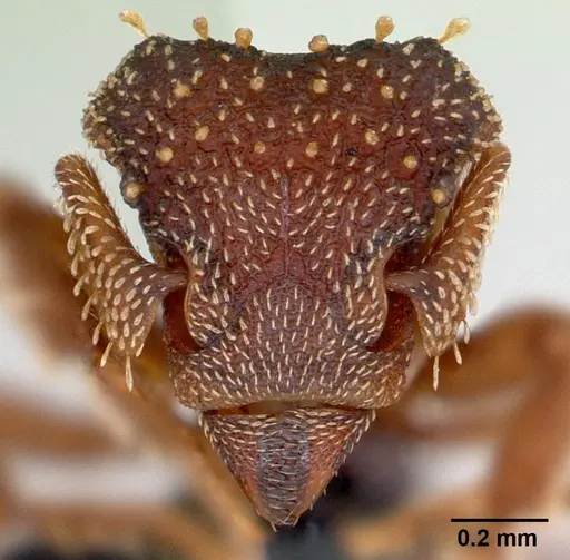 Eurhopalothrix gravis specimen CASENT0107554 image casent0107554_2