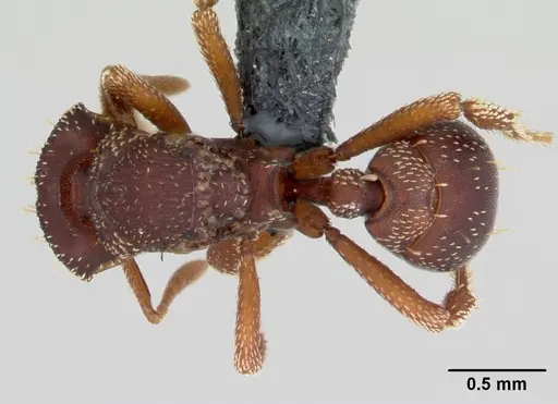 Eurhopalothrix gravis specimen CASENT0172770 image casent0172770_1