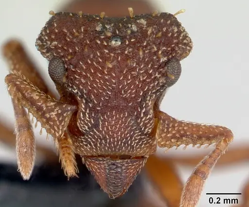 Eurhopalothrix gravis specimen CASENT0172770 image casent0172770_2