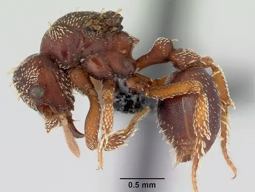 Eurhopalothrix gravis specimen CASENT0172770 image casent0172770_3