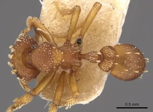 Eurhopalothrix gravis specimen CASENT0900928 image casent0900928_1
