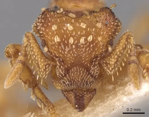 Eurhopalothrix gravis specimen CASENT0900928 image casent0900928_2