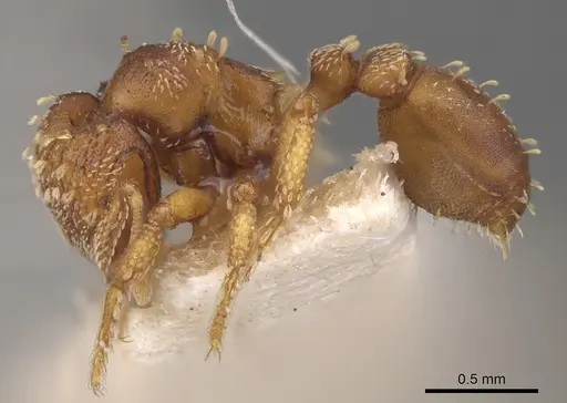 Eurhopalothrix gravis specimen CASENT0900928 image casent0900928_3