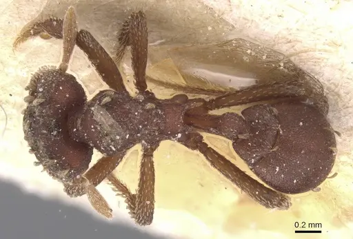 Eurhopalothrix gravis specimen CASENT0912537 image casent0912537_1