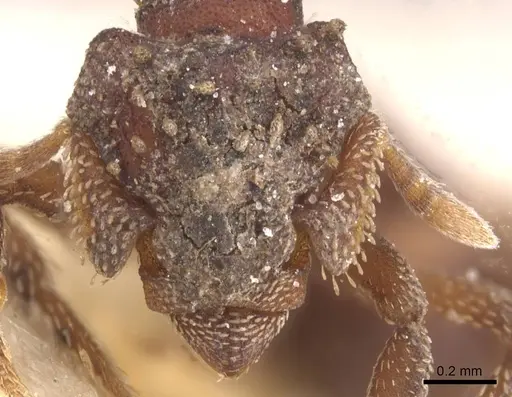 Eurhopalothrix gravis specimen CASENT0912537 image casent0912537_2