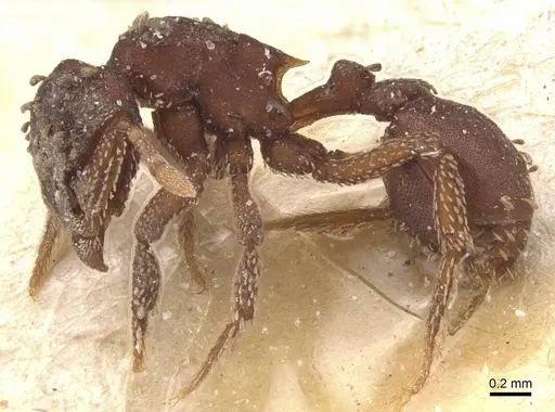 Eurhopalothrix gravis specimen CASENT0912537 image casent0912537_3