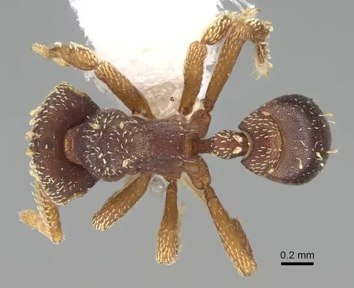 Eurhopalothrix gravis specimen CASENT0914899 image casent0914899_1