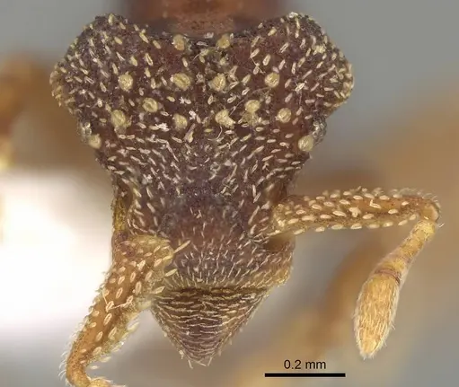 Eurhopalothrix gravis specimen CASENT0914899 image casent0914899_2