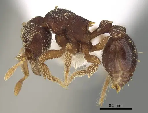 Eurhopalothrix gravis specimen CASENT0914899 image casent0914899_3