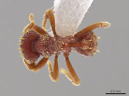 Eurhopalothrix gravis specimen INB0003212671 image inb0003212671_1