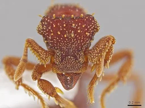 Eurhopalothrix gravis specimen INB0003212671 image inb0003212671_2