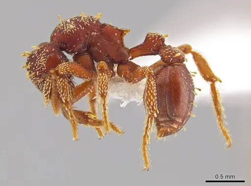 Eurhopalothrix gravis specimen INB0003212671 image inb0003212671_3