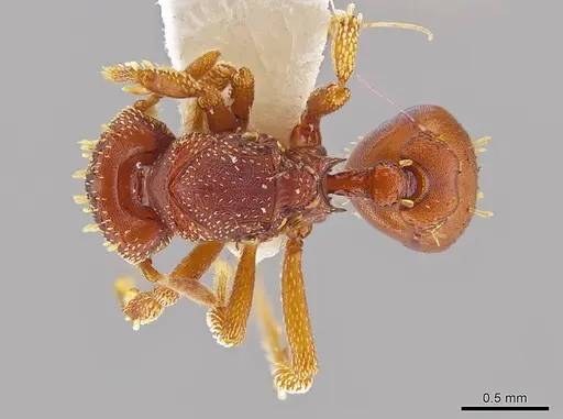 Eurhopalothrix gravis specimen INBIOCRI001237722 image inbiocri001237722_1