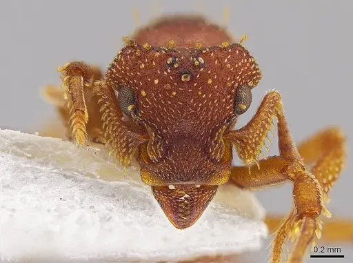 Eurhopalothrix gravis specimen INBIOCRI001237722 image inbiocri001237722_2