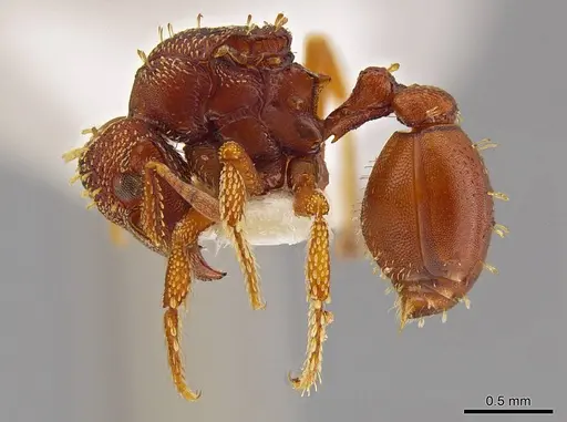 Eurhopalothrix gravis specimen INBIOCRI001237722 image inbiocri001237722_3