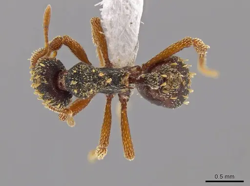 Eurhopalothrix guadeloupensis specimen CASENT0627438 image casent0627438_1