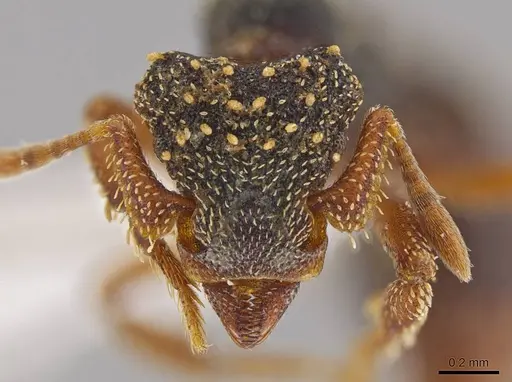 Eurhopalothrix guadeloupensis specimen CASENT0627438 image casent0627438_2