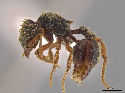 Eurhopalothrix guadeloupensis specimen CASENT0627438 image casent0627438_3
