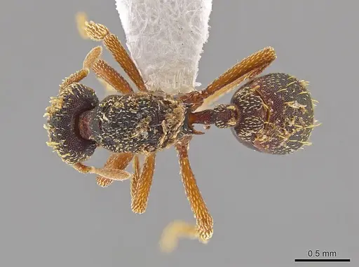 Eurhopalothrix guadeloupensis specimen CASENT0630318 image casent0630318_1