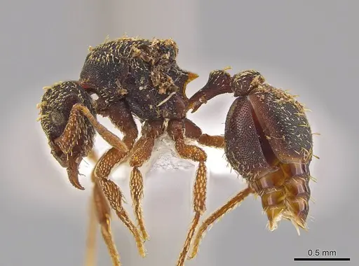 Eurhopalothrix guadeloupensis specimen CASENT0630318 image casent0630318_3