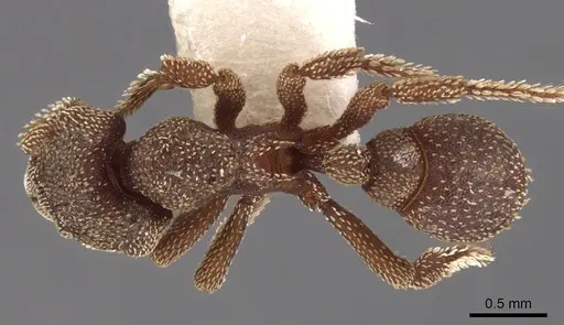 Eurhopalothrix heliscata specimen CASENT0900938 image casent0900938_1
