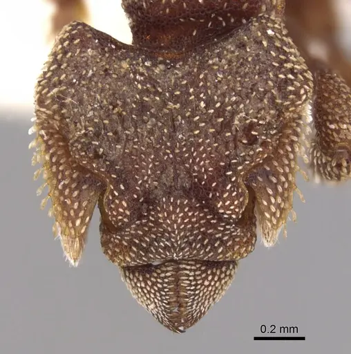 Eurhopalothrix heliscata specimen CASENT0900938 image casent0900938_2