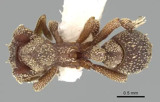 Eurhopalothrix heliscata specimen CASENT0914901 image casent0914901_1
