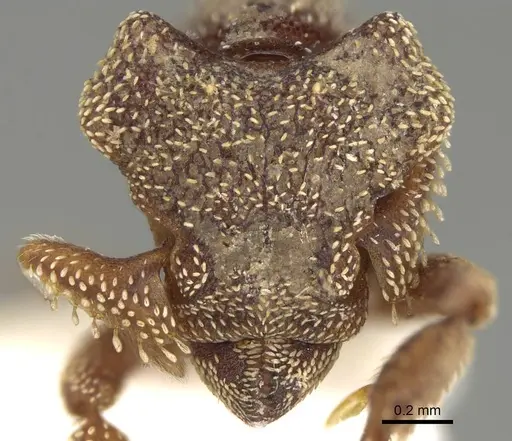 Eurhopalothrix heliscata specimen CASENT0914901 image casent0914901_2