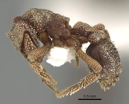 Eurhopalothrix heliscata specimen CASENT0914901 image casent0914901_3