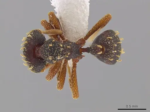 Eurhopalothrix hunhau specimen CASENT0612908 image casent0612908_1