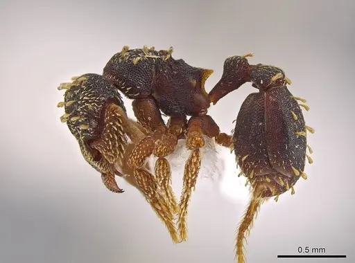 Eurhopalothrix hunhau specimen CASENT0612908 image casent0612908_3