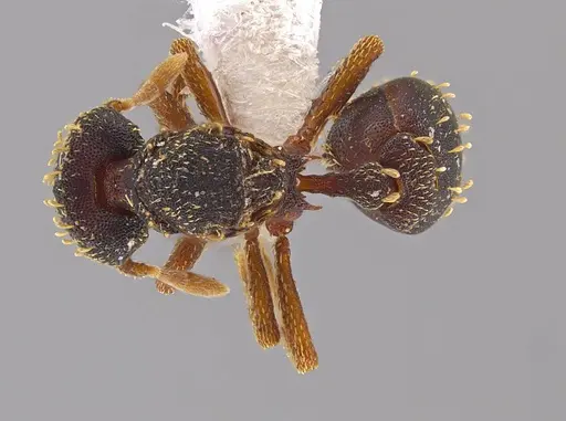 Eurhopalothrix hunhau specimen CASENT0612909 image casent0612909_1