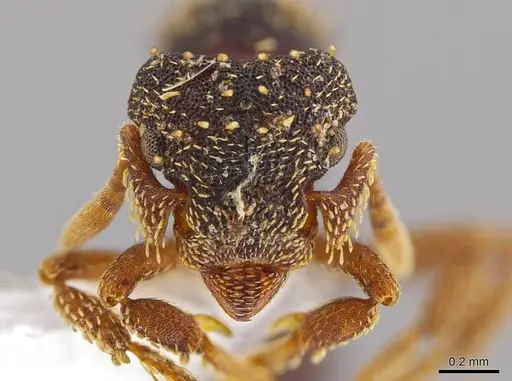 Eurhopalothrix hunhau specimen CASENT0612909 image casent0612909_2