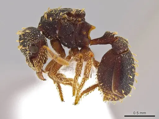 Eurhopalothrix hunhau specimen CASENT0612909 image casent0612909_3