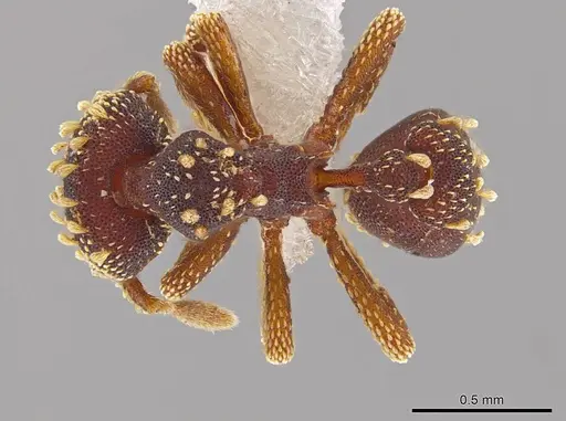 Eurhopalothrix hunhau specimen CASENT0614549 image casent0614549_1